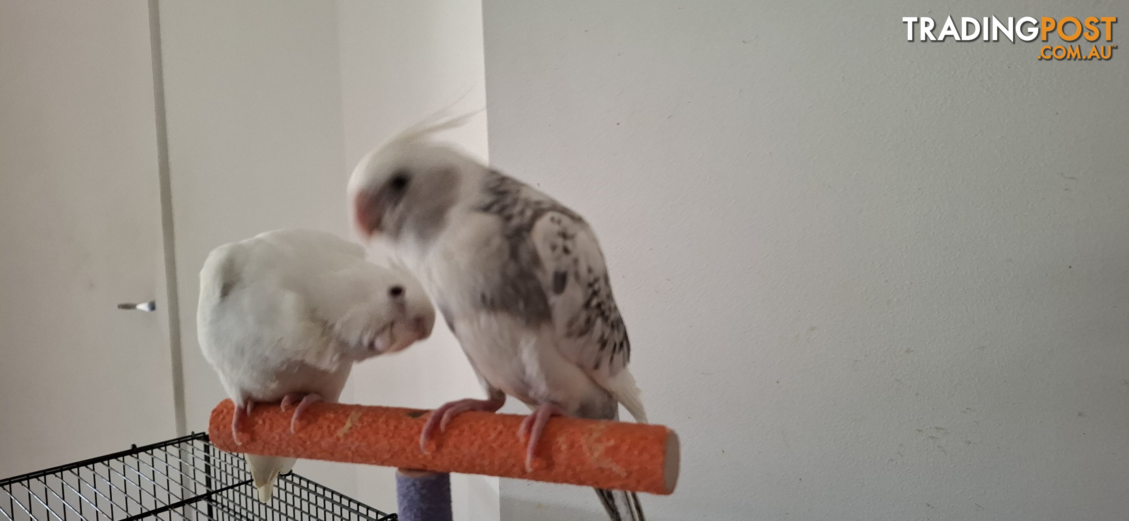 Hand raised cockatiels