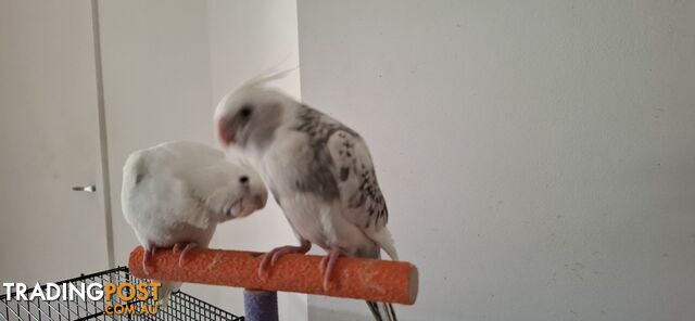 Hand raised cockatiels