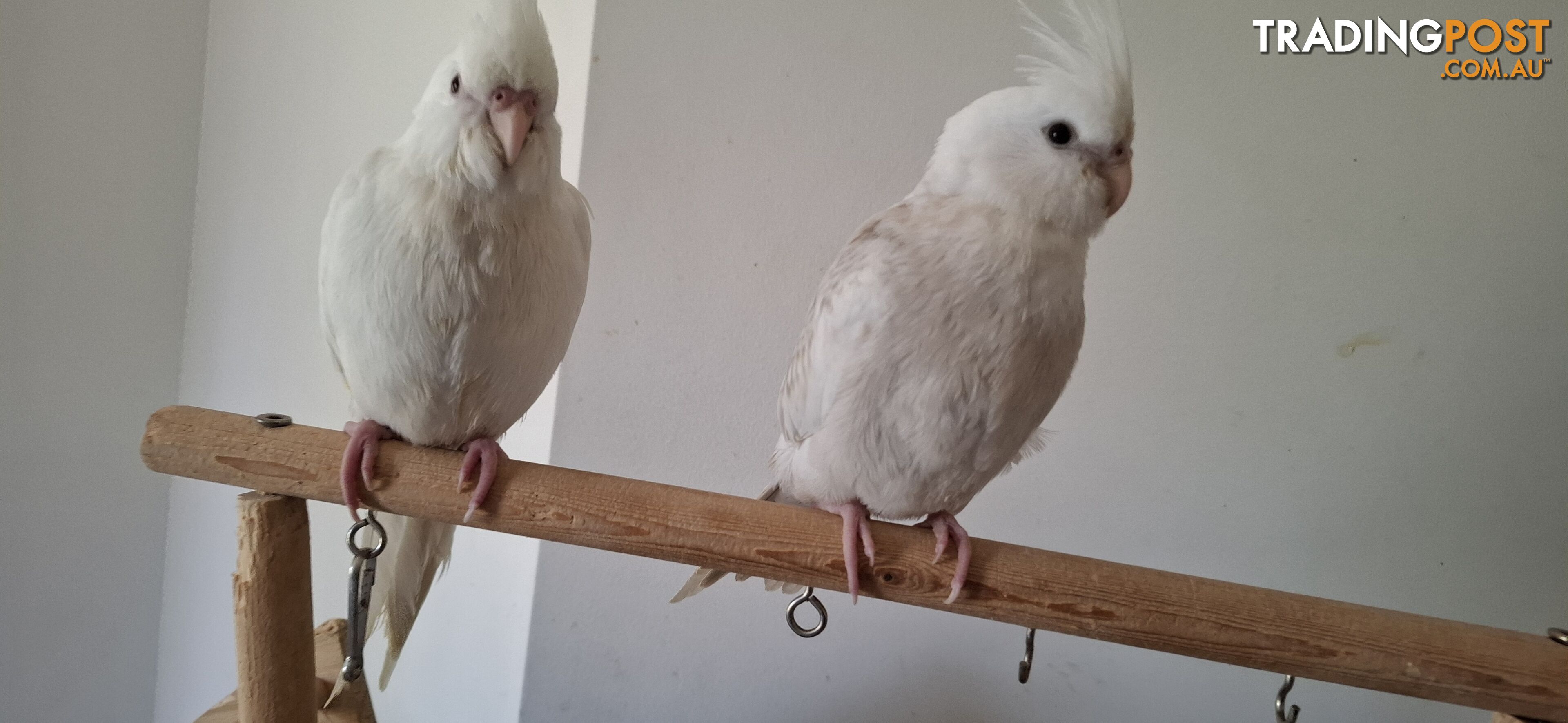 Hand raised cockatiels