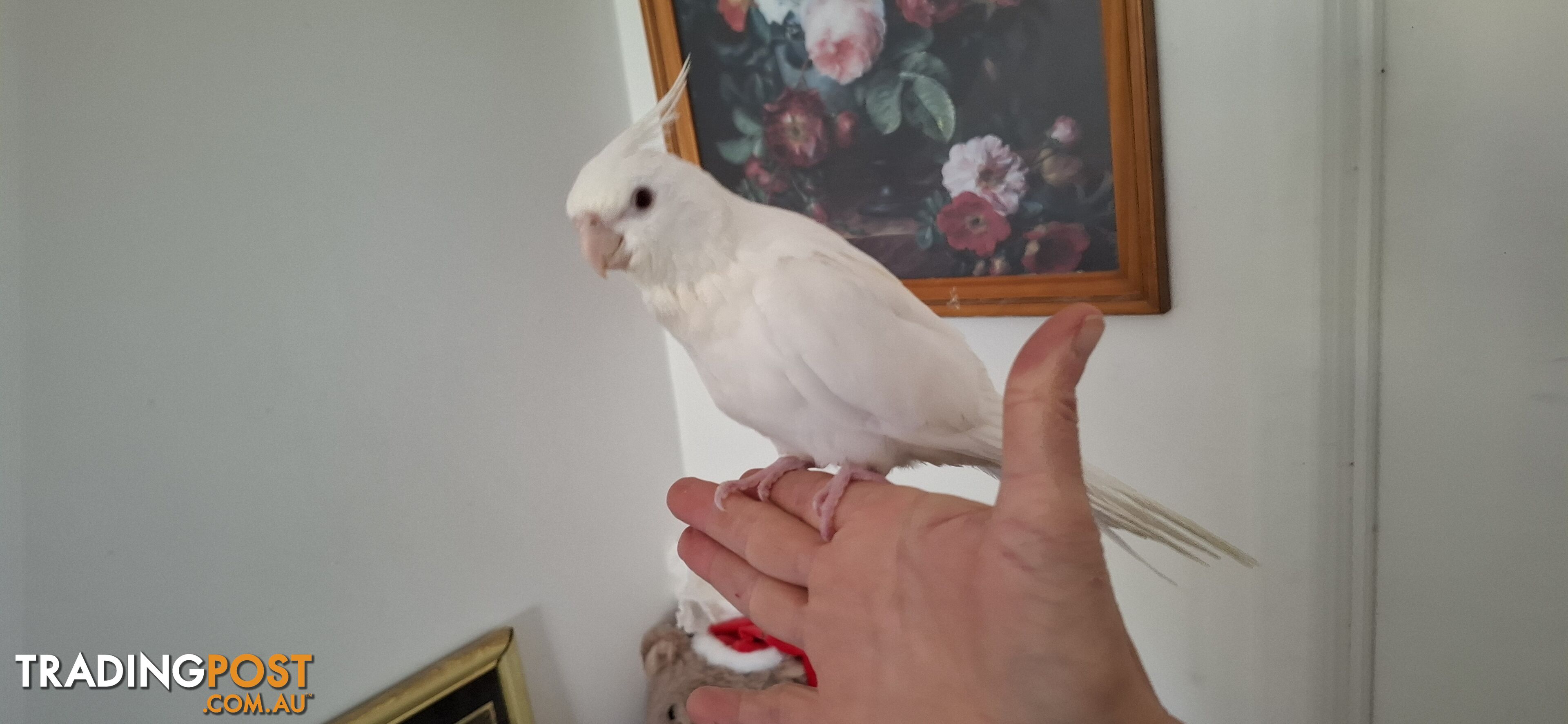 Hand raised cockatiels