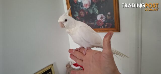 Hand raised cockatiels