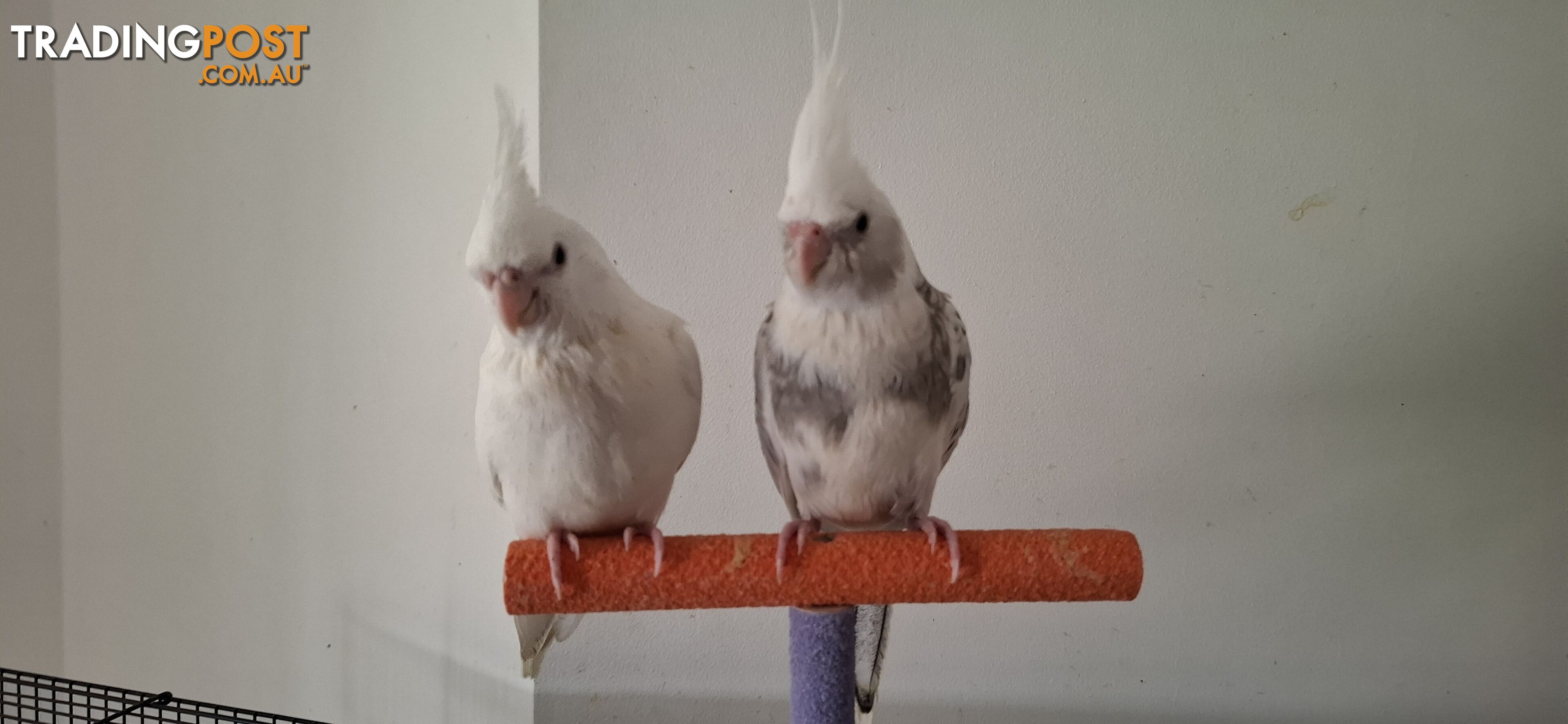 Hand raised cockatiels