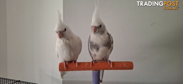 Hand raised cockatiels