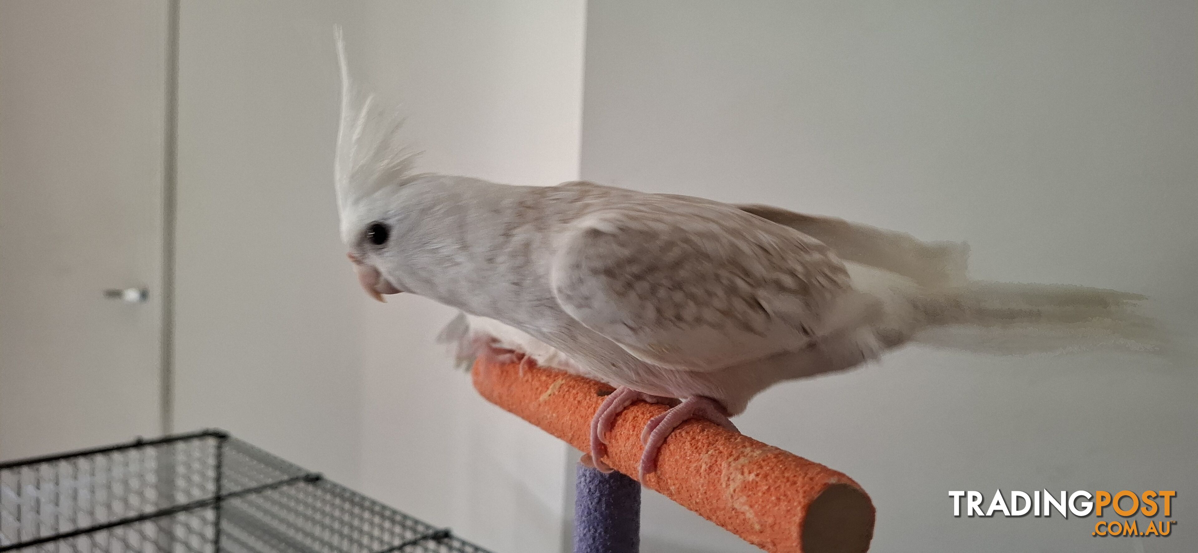 Hand raised cockatiels