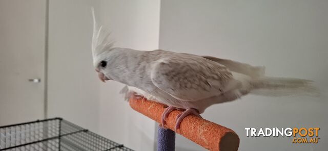 Hand raised cockatiels