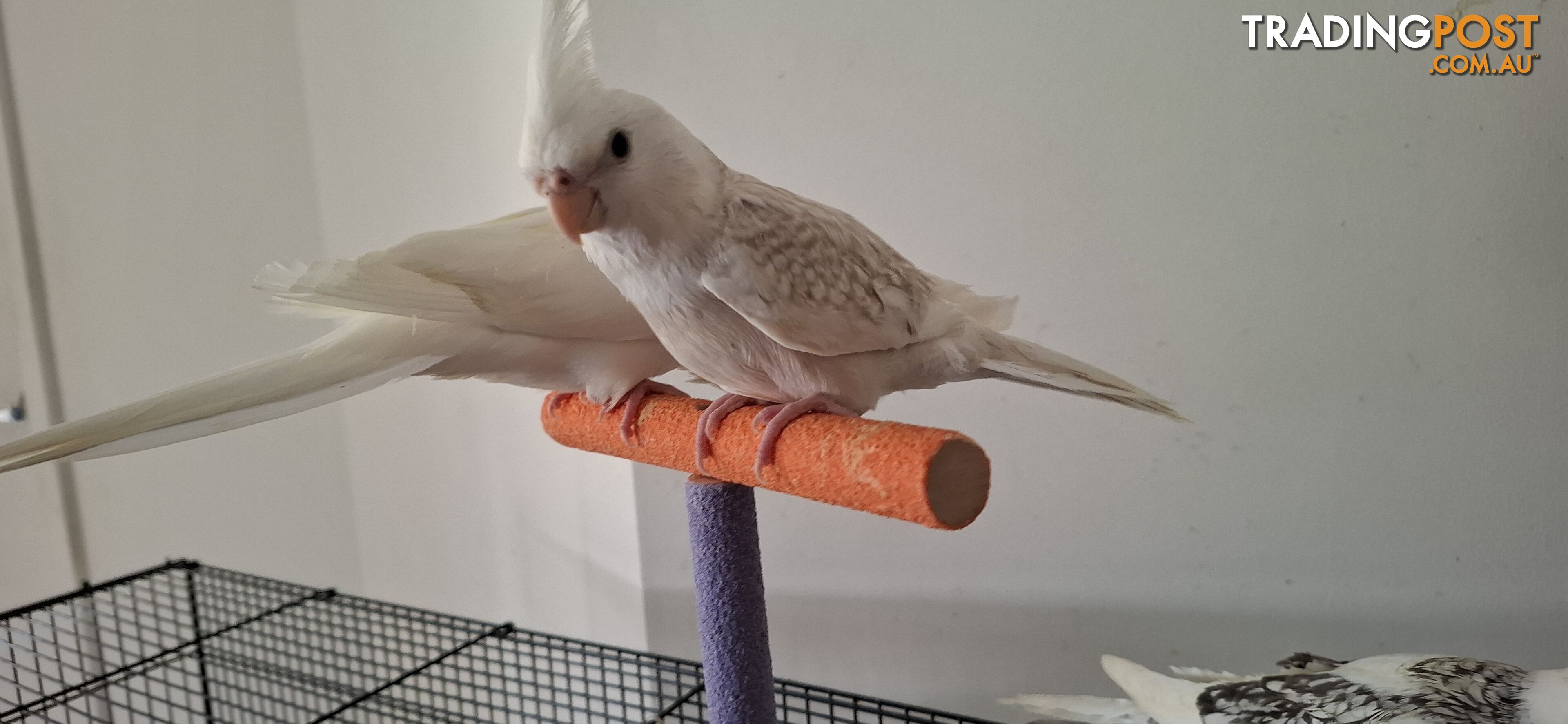 Hand raised cockatiels