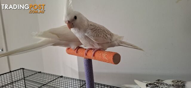 Hand raised cockatiels