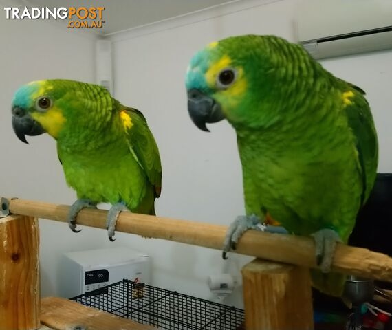 Pair tamed blue fronted Amazon's