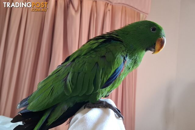 Eclectus hand raised