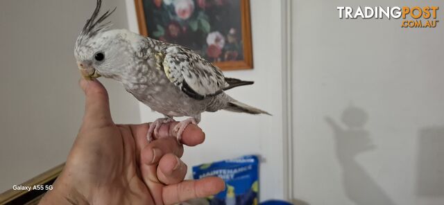 Cockatiels hand raised