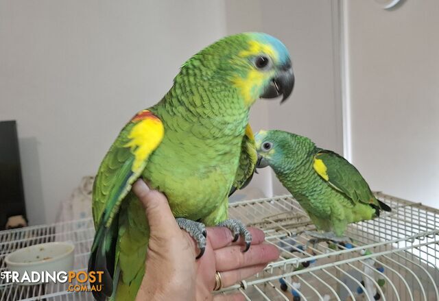 Hand raised pair blue fronted Amazon's