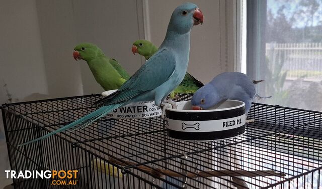 Indian ringnecks pairs