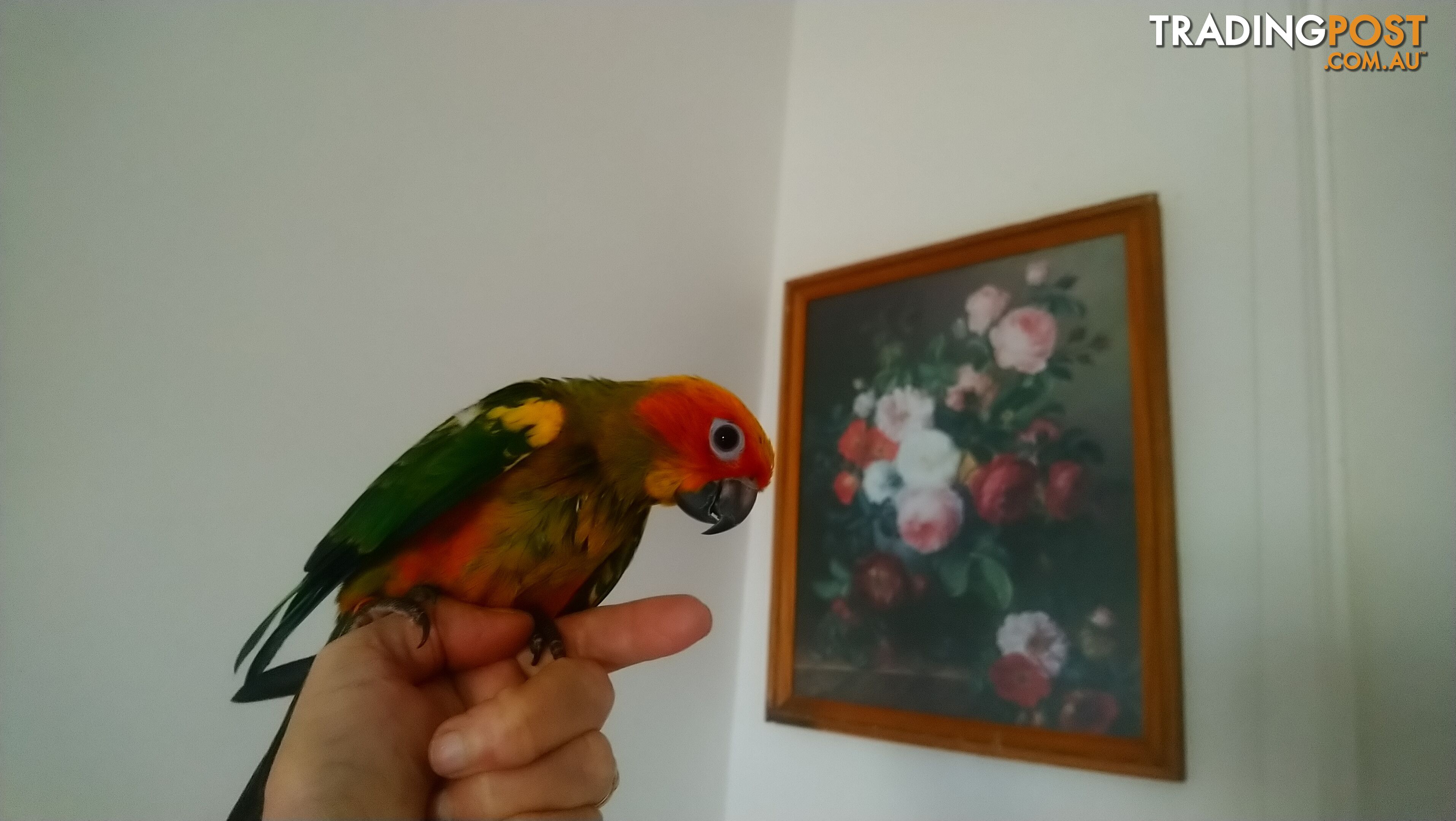 Sun conures hand raised