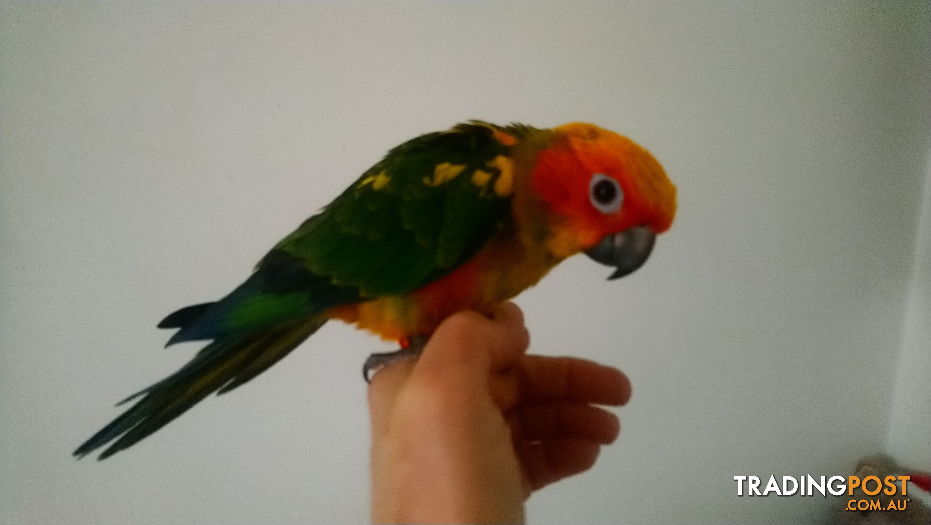 Sun conures hand raised