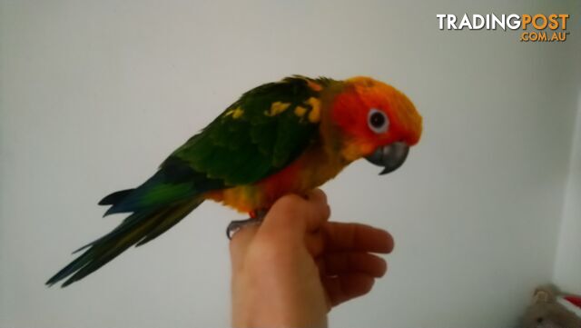 Sun conures hand raised