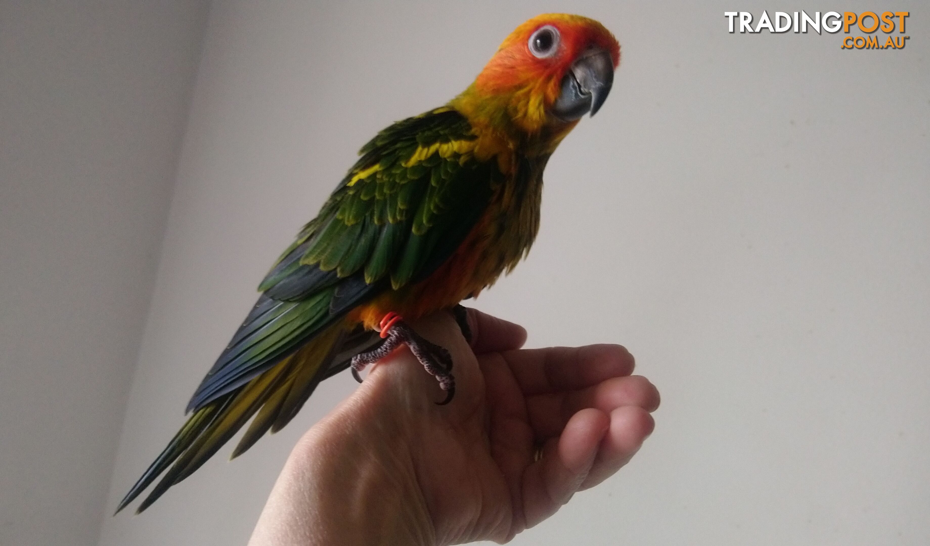 Sun conures hand raised