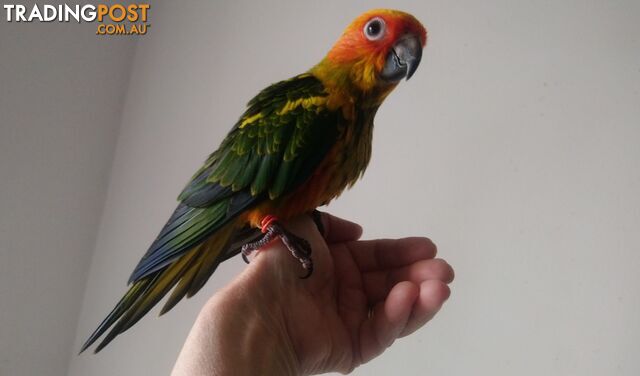 Sun conures hand raised