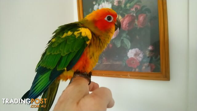 Sun conure hand raised