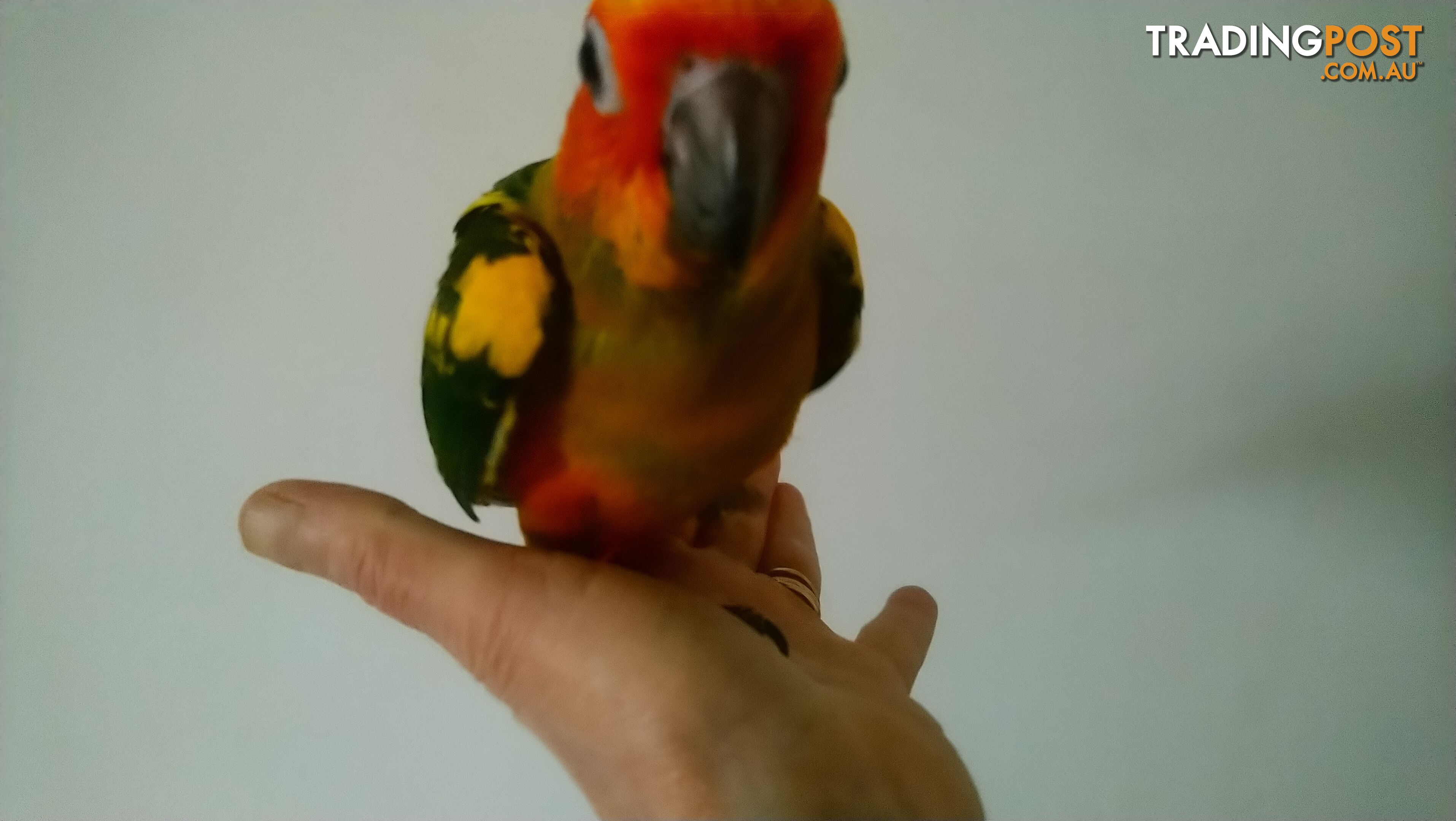 Sun conures hand raised