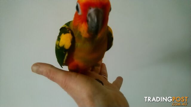 Sun conures hand raised