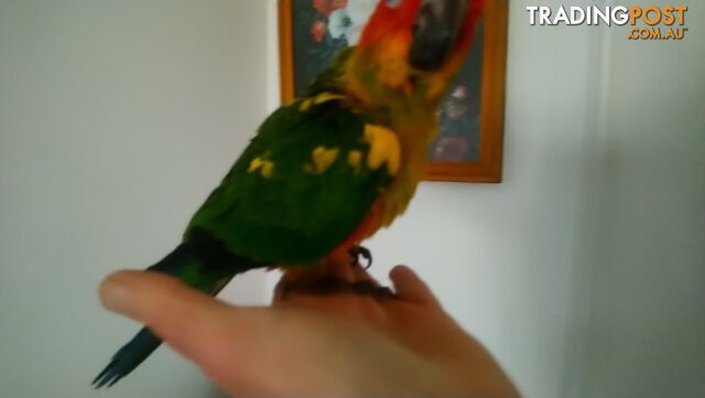 Sun conures hand raised