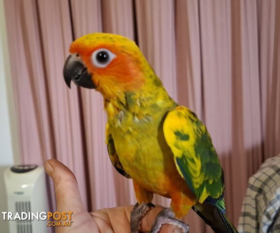 Hand raised sun conure