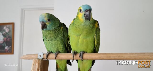 Hand raised pair blue fronted Amazon's