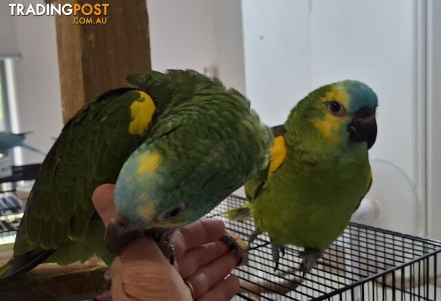 Hand raised pair blue fronted Amazon&#39;s