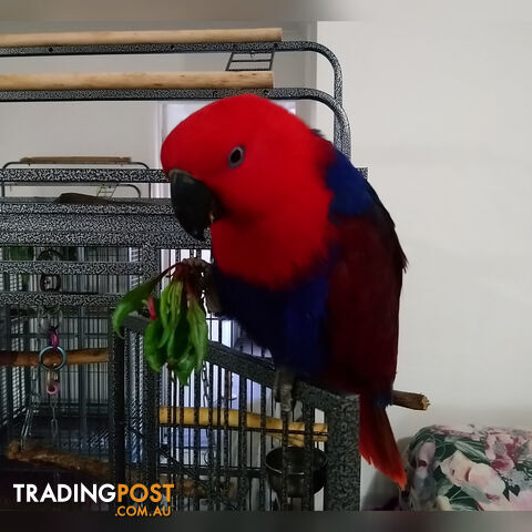 Female eclectus 6 years