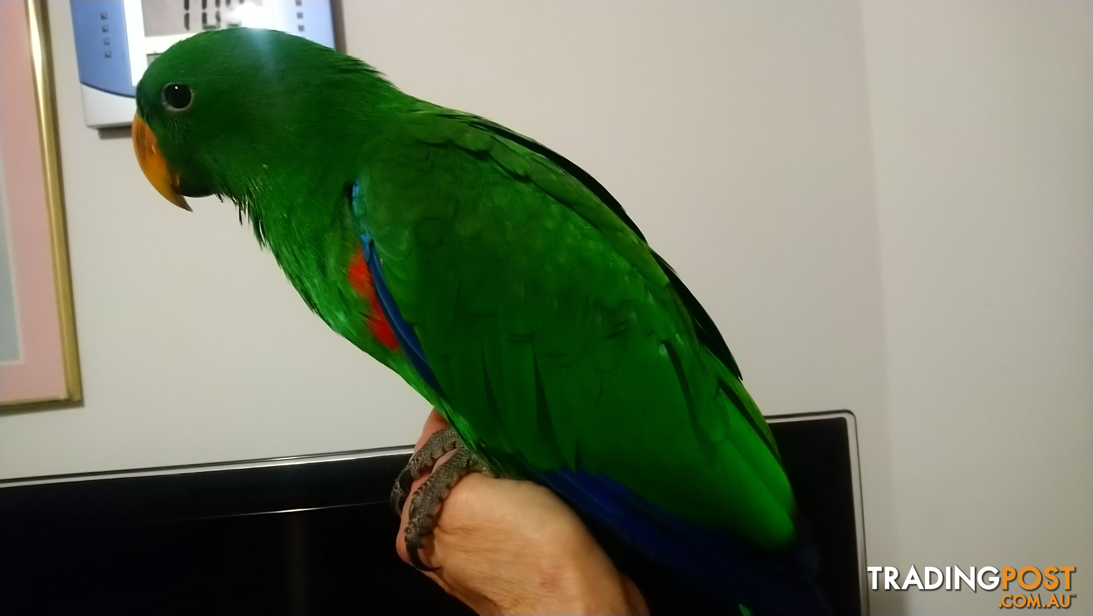 Male eclectus hand raised