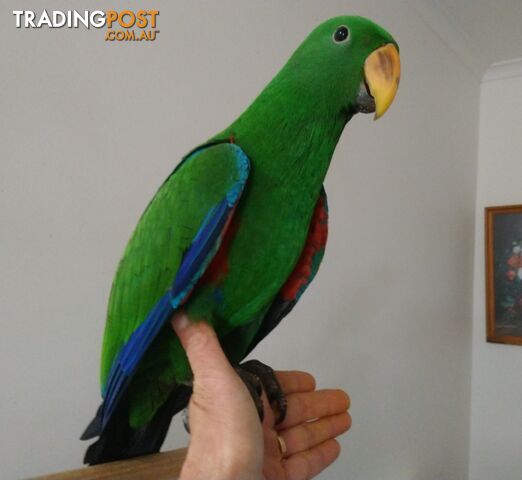 Male eclectus hand raised