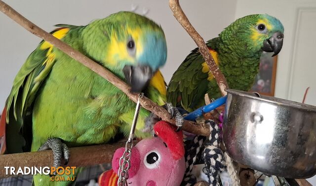 Blue fronted Amazon's hand raised