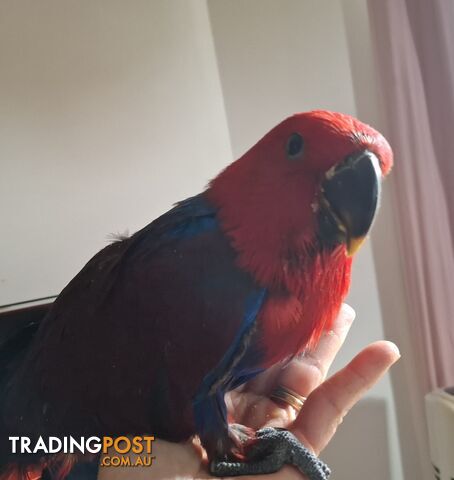 Hand raised eclectus