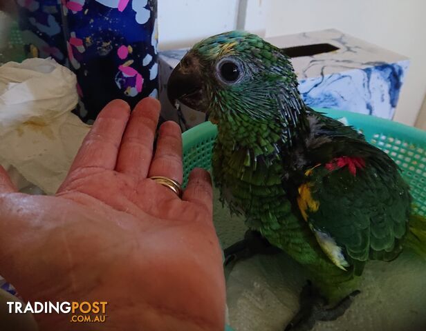 Blue fronted amazon's hand raised