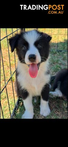 Long Haired Border Collie Puppies