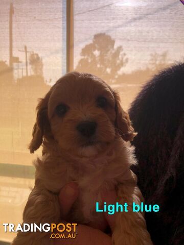 A1 Toy cavoodle pup