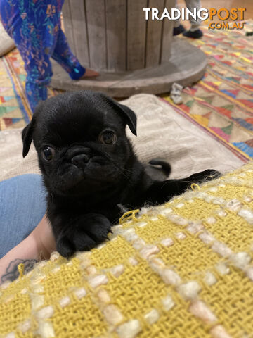 Purebred Pug Puppies For Sale - Ready for pick up!