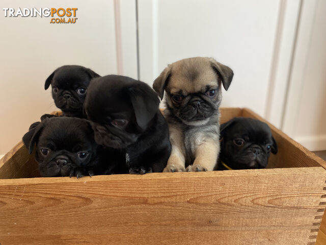 Purebred Pug Puppies For Sale - Ready for pick up!