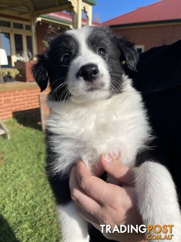 Purebred Border Collie Puppies Dogs VIC Registered