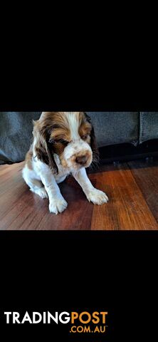 English springer spaniel pups