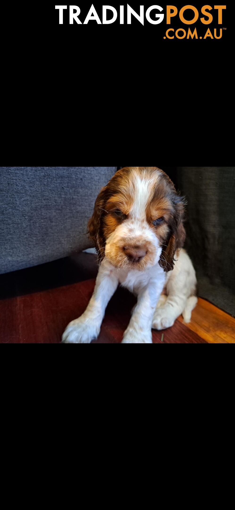 English springer spaniel pups