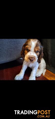 English springer spaniel pups