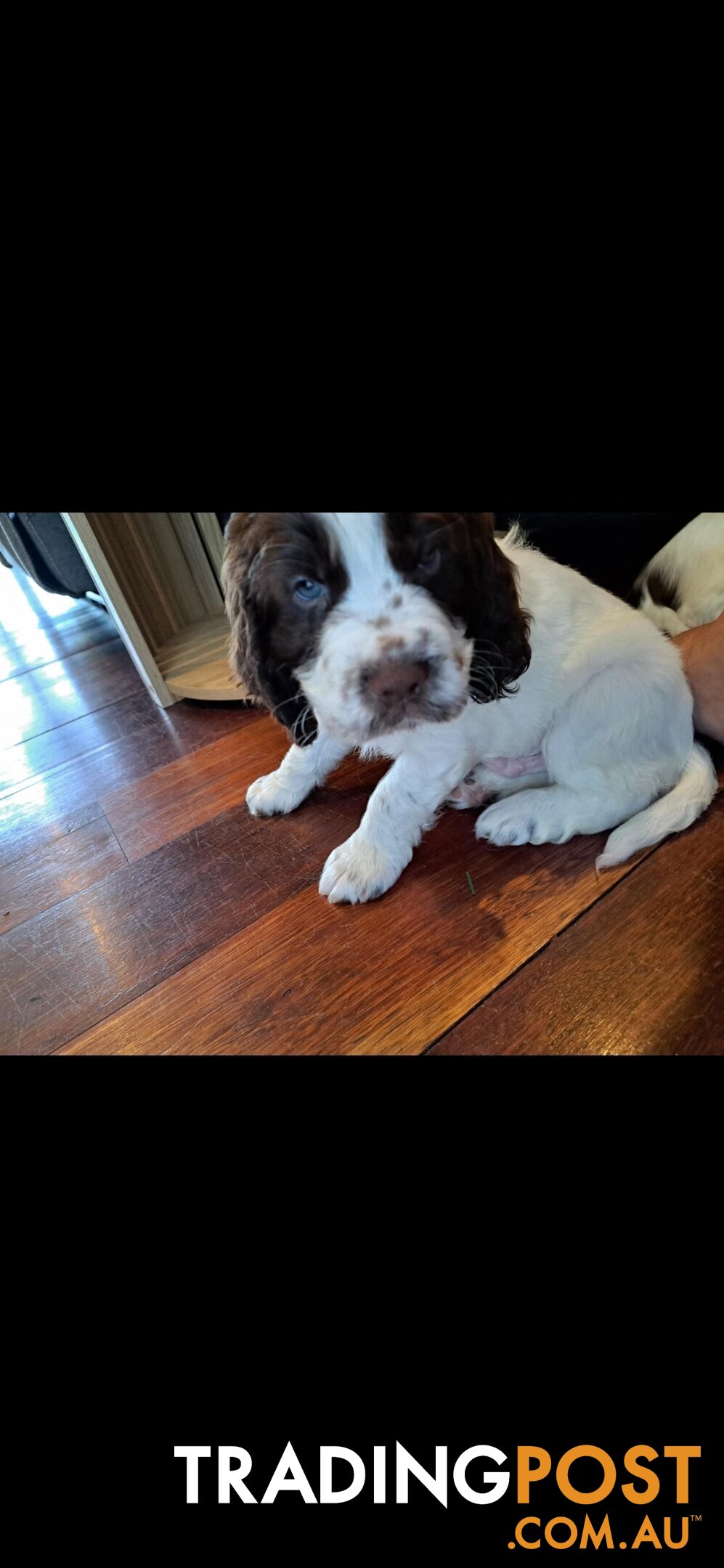 English springer spaniel pups