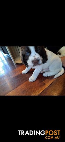 English springer spaniel pups