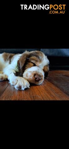 English springer spaniel pups