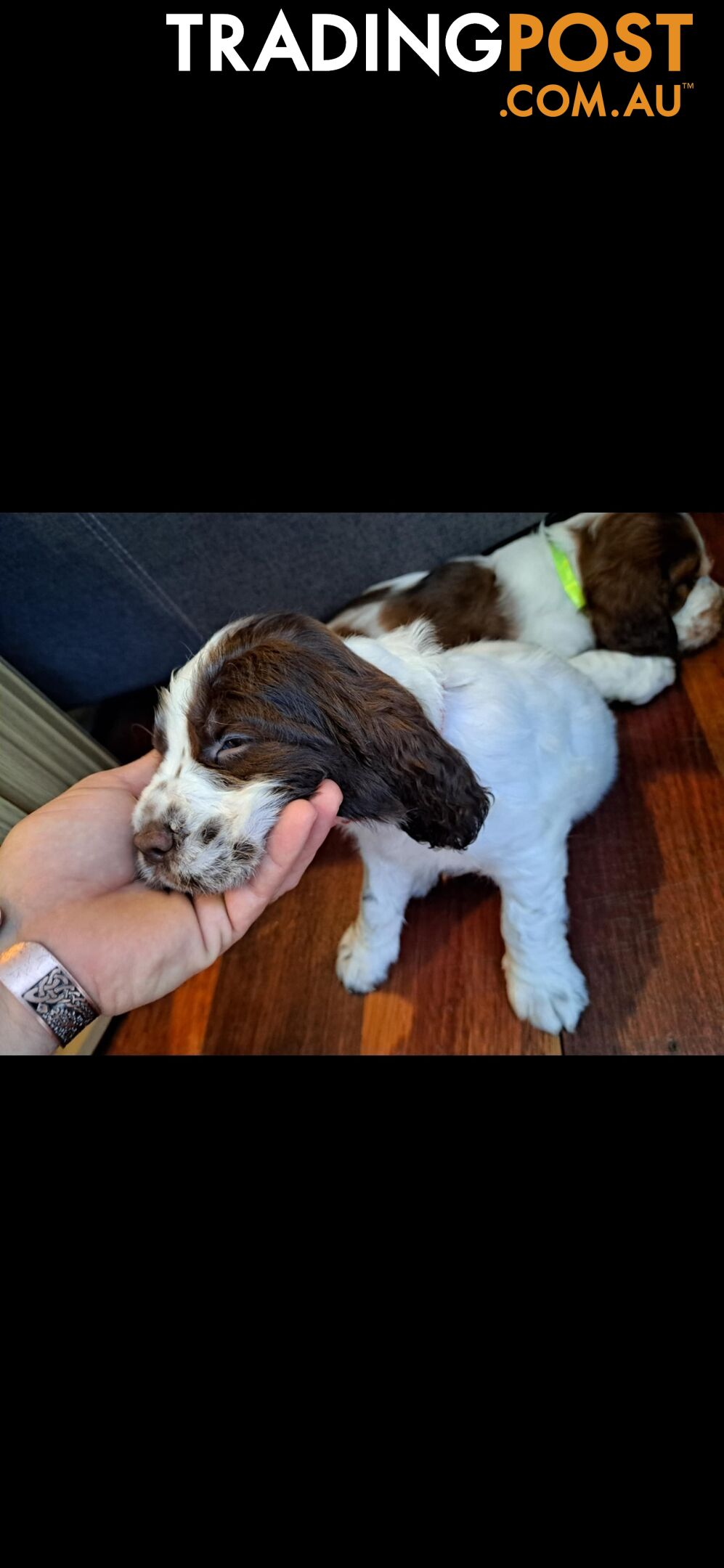 English springer spaniel pups