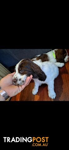 English springer spaniel pups