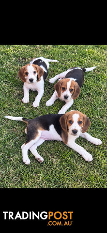 Purebred beagles puppies ready to go now