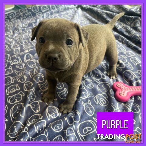 Blue English Staffordshire Staffie Puppies