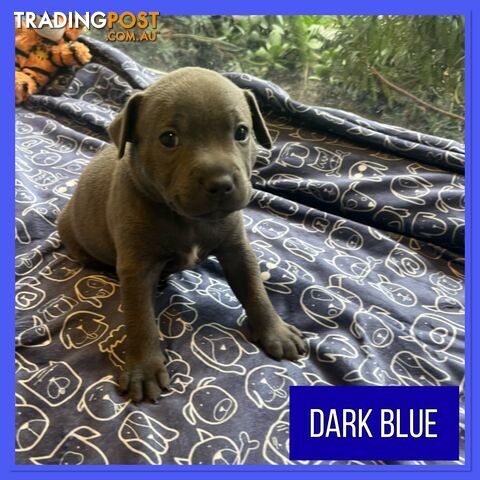 Blue English Staffordshire Staffie Puppies